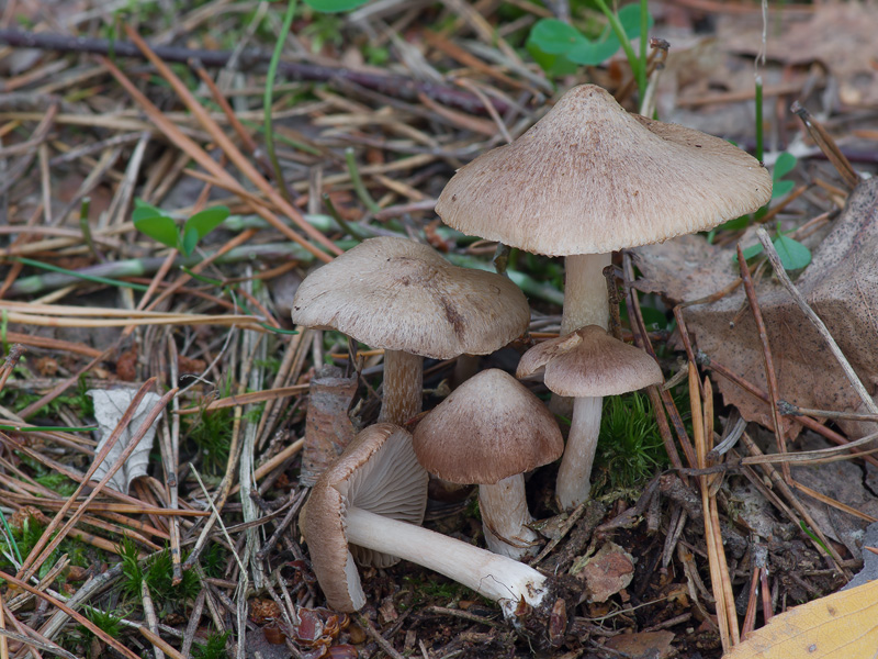 Inocybe derbschii